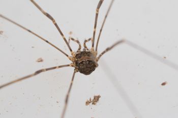 Media type: image;   Invertebrate Zoology 151588